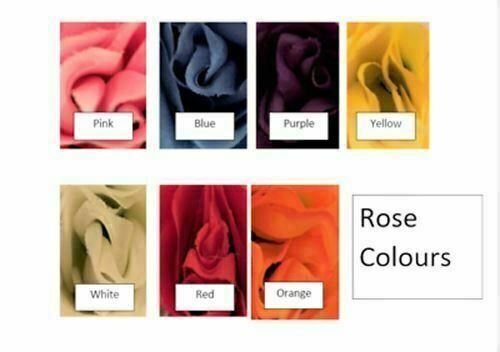 Silkys Roses